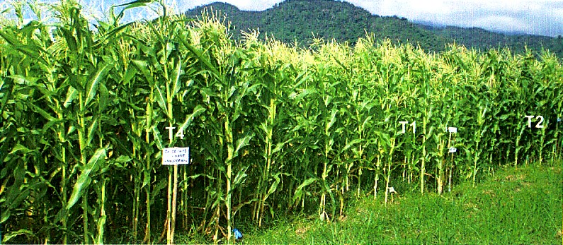 Growth of sweet corn treated with Tuna Hydrolysate at 60 DAP