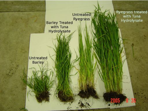 Aquasate Ryegrass and Barley with and without Tuna Hydrolysate