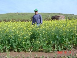 Canola without tuna emulsion