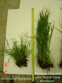 Ryegrass